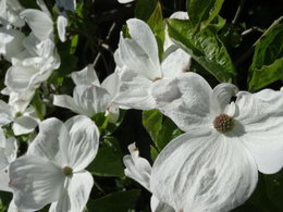 Avez-vous un Cornus White Wonder dans votre jardin...