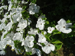 Avez-vous un Cornus White Wonder dans votre jardin...