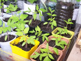 Les pieds tomates dans votre potager