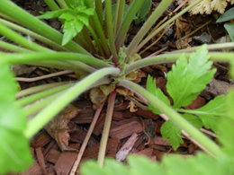 Géranium de MADERE