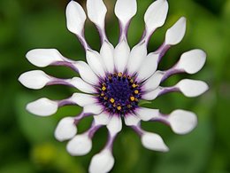 Osteospermum - Marguerite du Cap - Dimorphothéca