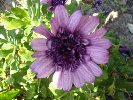 Osteospermum - Marguerite du Cap - Dimorphothéca