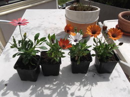 Osteospermum - Marguerite du Cap - Dimorphothéca