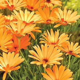 Osteospermum - Marguerite du Cap - Dimorphothéca