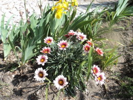 Osteospermum - Marguerite du Cap - Dimorphothéca