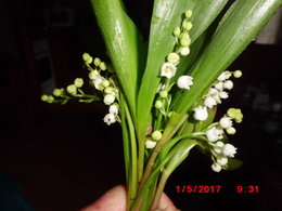 Le muguet : fiche de culture