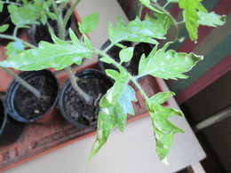 feuilles de tomates tachées 