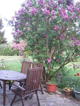 Le jardin de jardinier-amateur au printemps