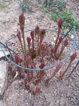 Pivoine - Paeonia