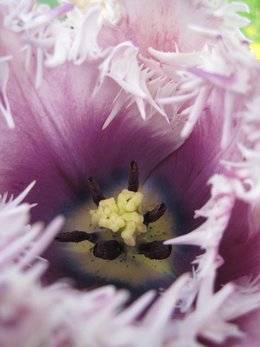 Tulipe Cummins frisée - Tulipa