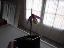 orchidée je pense 
