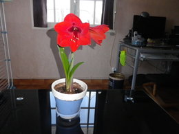 amaryllis