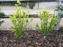 Althaea