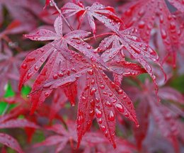 Acer palmatum 'Burgundy Lace'