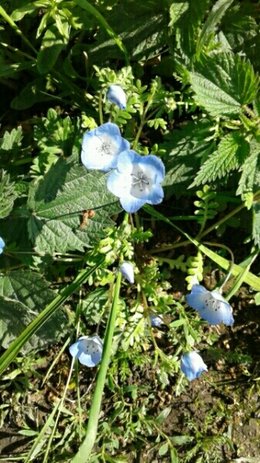 petite fleur bleue 