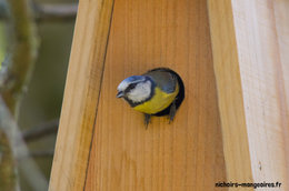 Animaux de la nature