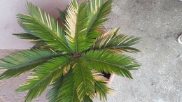[AVIS] palmier phoenix 