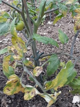 Tâche sur feuille de tomate