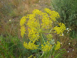 graines d'angélique