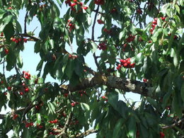 Avez-vous des arbres fruitiers ?