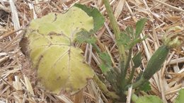 Soucis sur plants de courgette