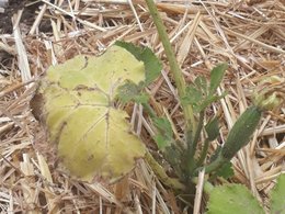 Soucis sur plants de courgette