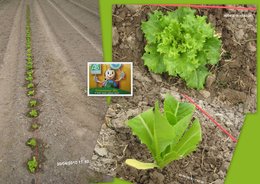 Laitue 'Feuille de chêne' - Salade