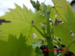 Tailler et bouturer le lilas