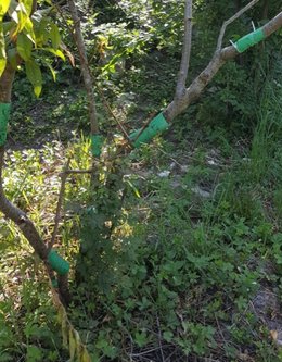 Au secours pêche de vignes cloque et fourmis !