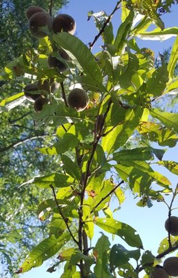 Au secours pêche de vignes cloque et fourmis !