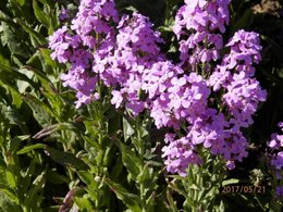 quel est le nom de cette jolie fleur???