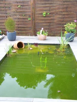 Un coin japonais dans mon jardin