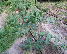 tuteurs en fer pour tomates