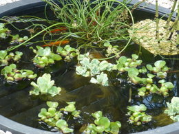 Un coin japonais dans mon jardin