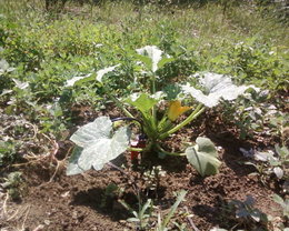 premiére fleur de courgette