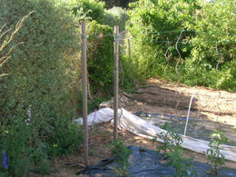 tuteurs en fer pour tomates