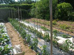 tuteurs en fer pour tomates