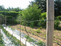 tuteurs en fer pour tomates