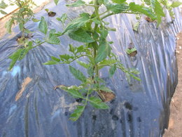 tuteurs en fer pour tomates