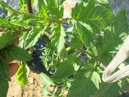 tuteurs en fer pour tomates