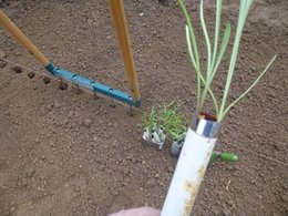 Quels légumes semer ou planter en juin au jardin ?