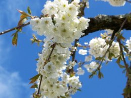 cerises
