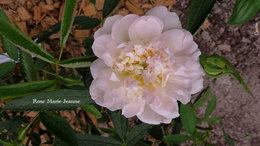 Pierre de Ronsard, fleurs toutes pâles