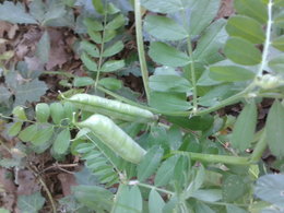 Les légumes sauvages