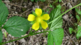 Faux-fraisier - Duchesnea indica