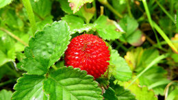 Faux-fraisier - Duchesnea indica