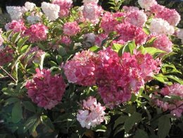 hortensia drôle de couleur 