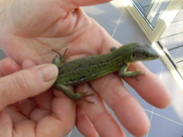 Les bébêtes de mon jardin et d'ailleurs