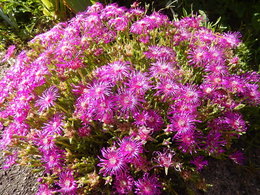 delosperma..