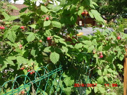 framboises